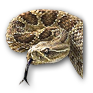 rattlesnake.png