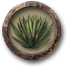 agave.png