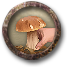 picking_mushrooms.png